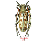 Batocera tigris (Sumatra)